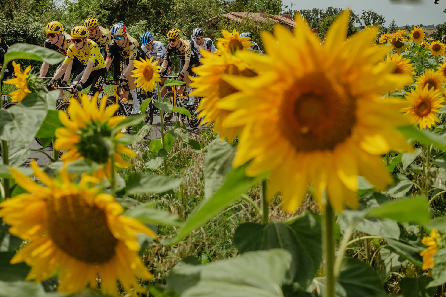 Sunflowers - Tour de France