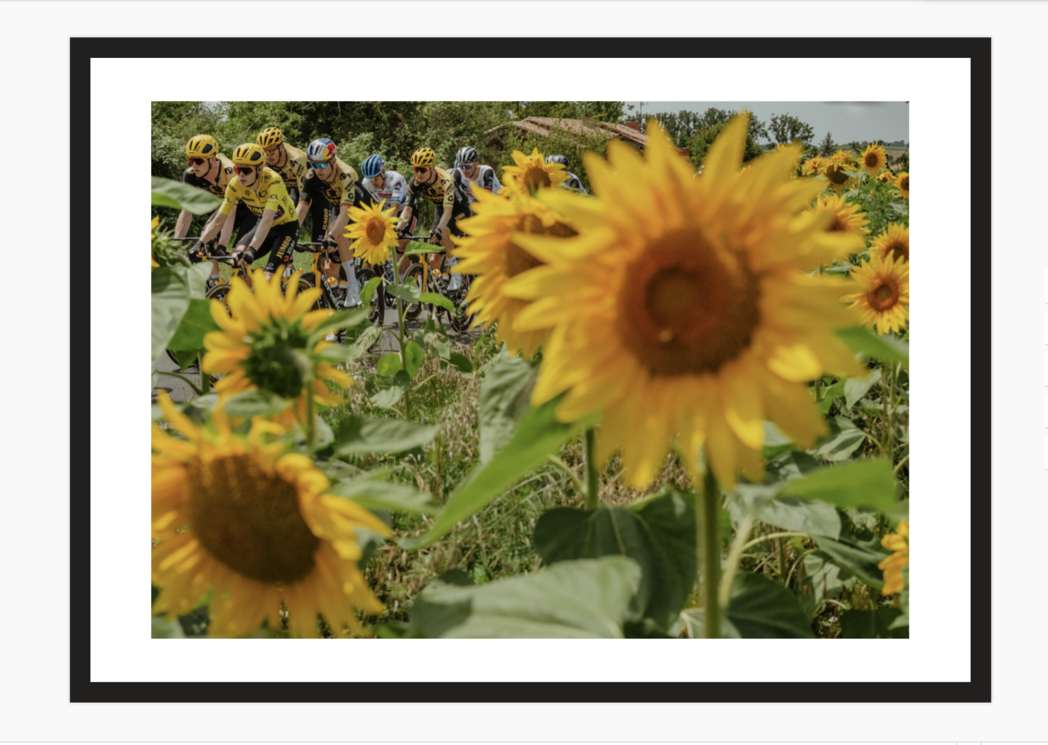 Sunflowers – Tour de France (w ramce)